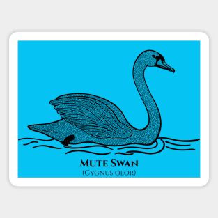 Mute Swan with Common and Scientific Name - detailed bird drawing Magnet